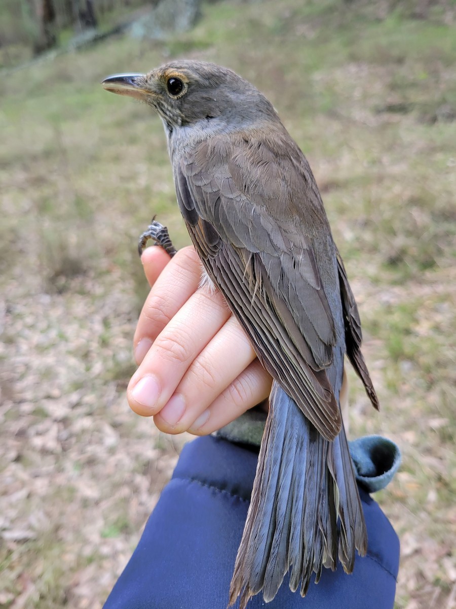 Gray Shrikethrush - ML620330030