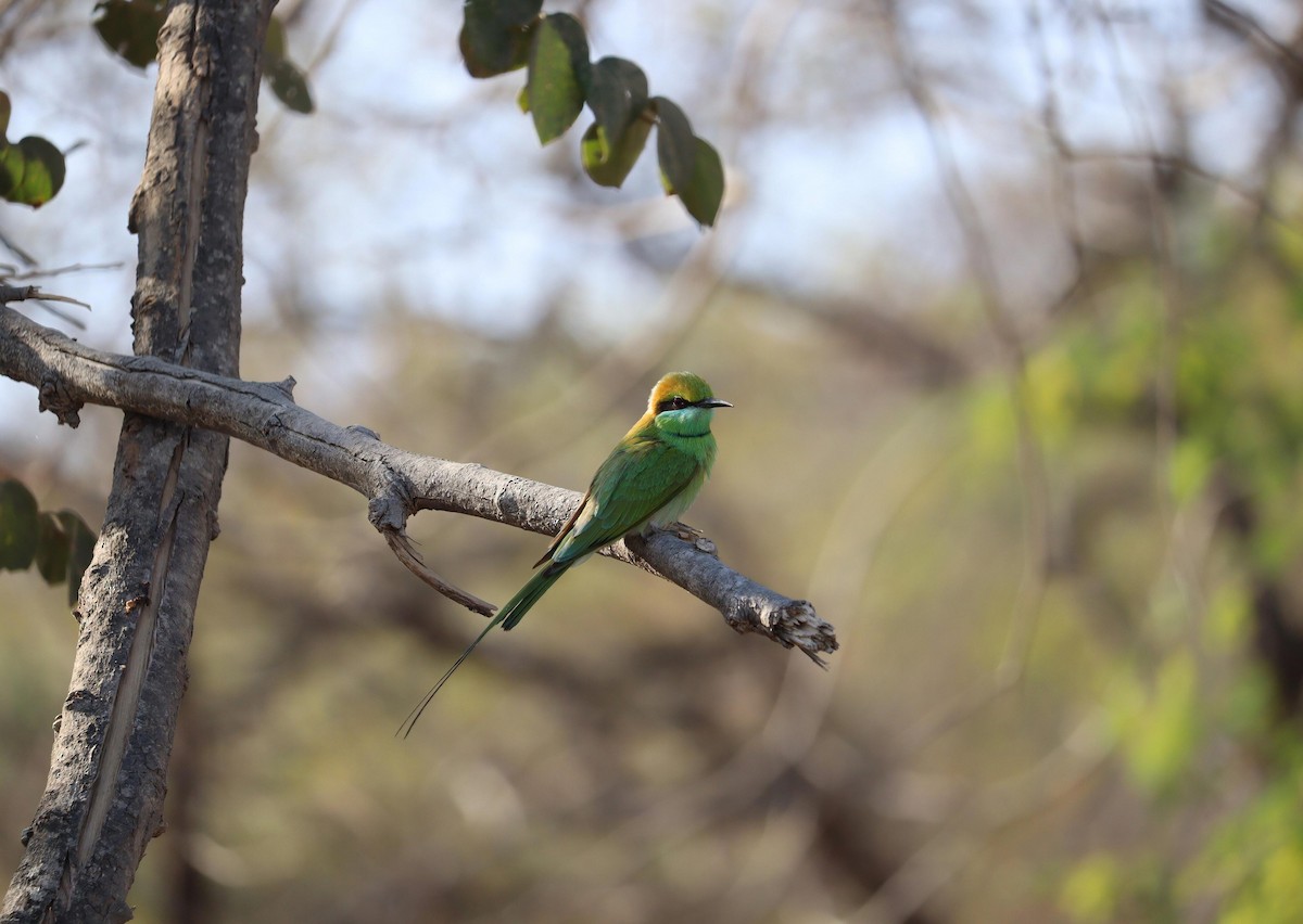 Asian Green Bee-eater - ML620330054