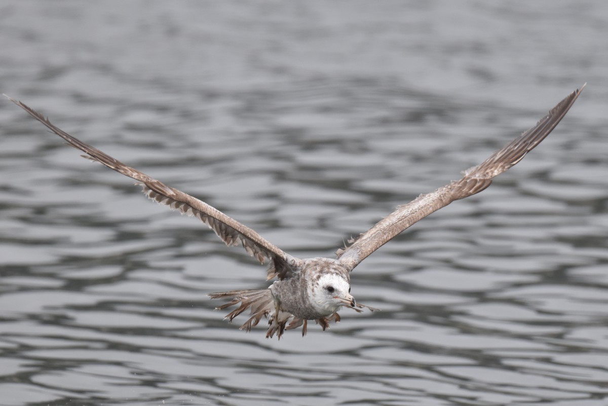 California Gull - ML620330078