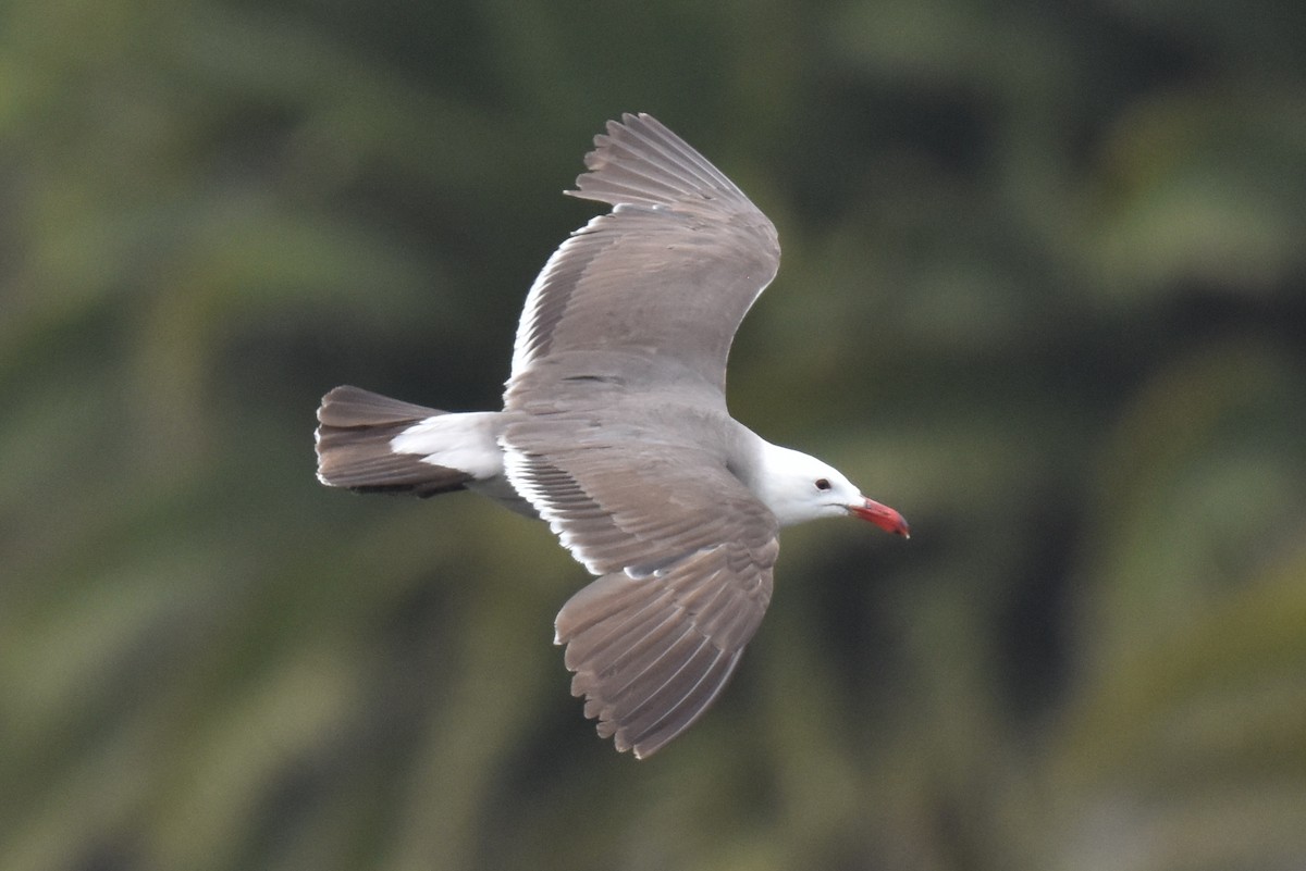 Gaviota Mexicana - ML620330079