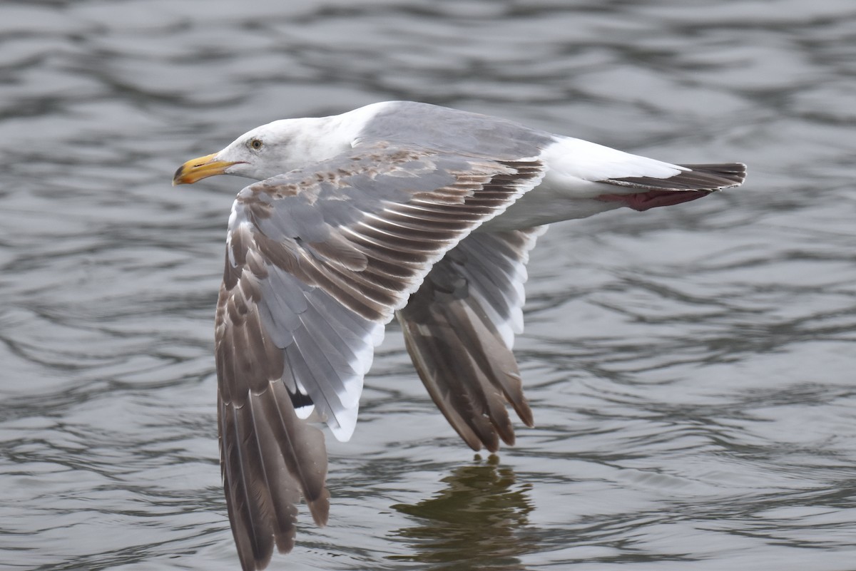 Gaviota Occidental - ML620330082