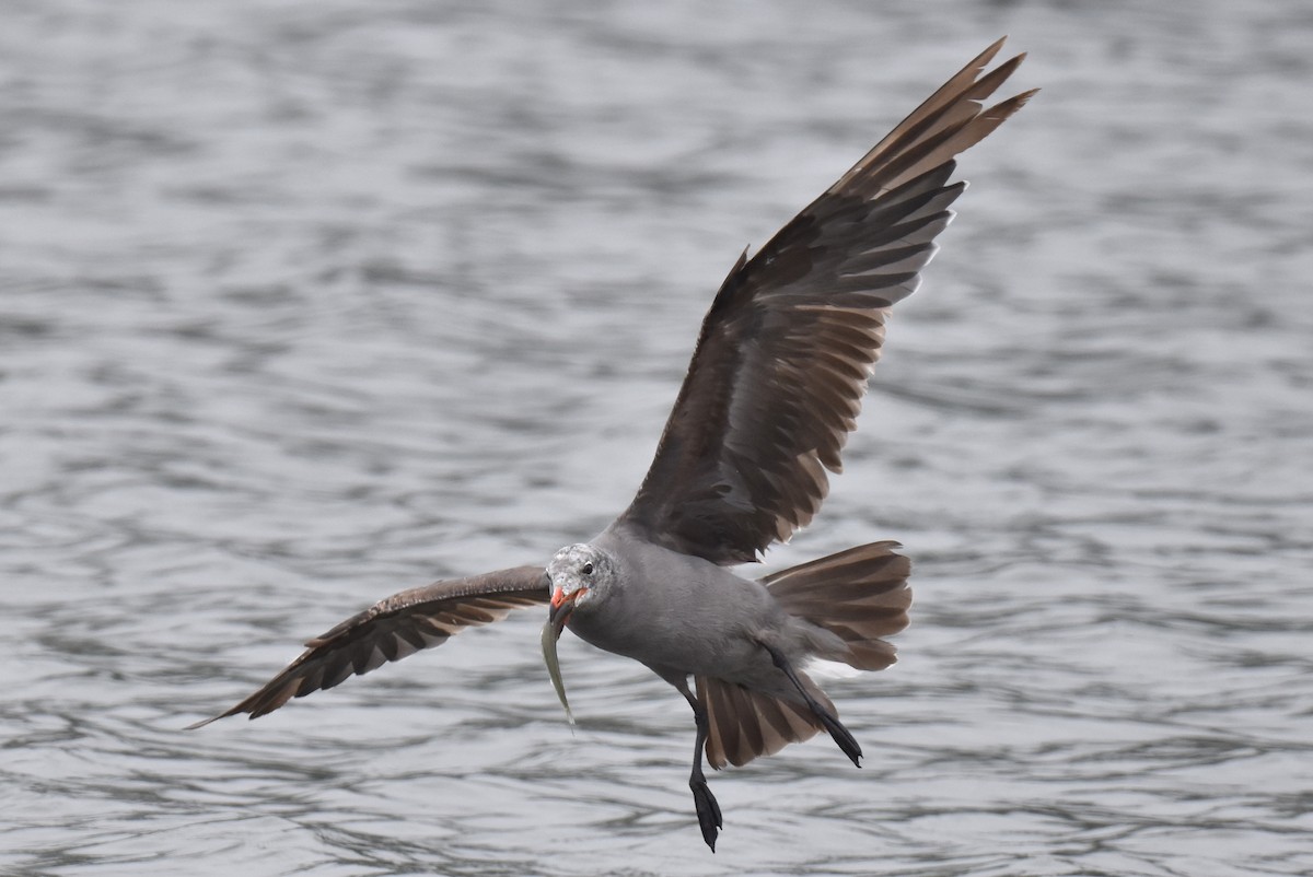 Heermann's Gull - ML620330084