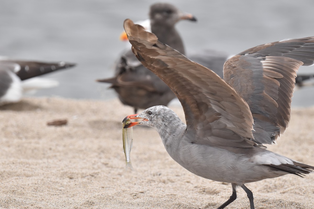 Heermann's Gull - ML620330087