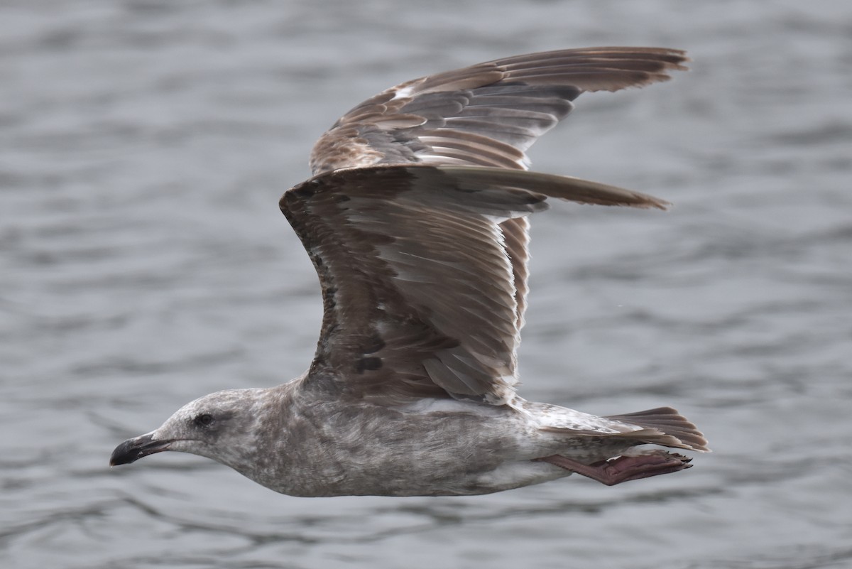 Western Gull - ML620330088