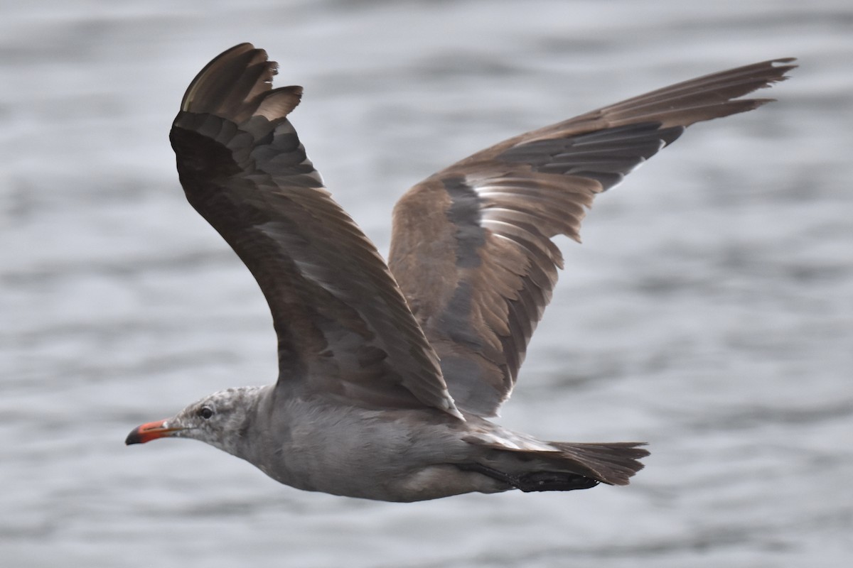 Heermann's Gull - ML620330090