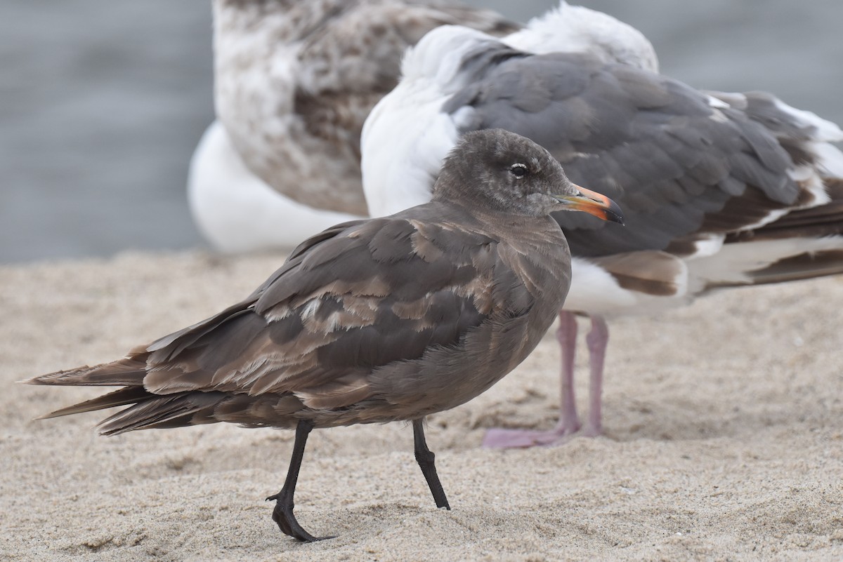 Gaviota Mexicana - ML620330092