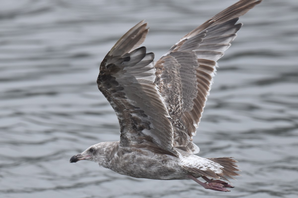 Western Gull - ML620330094