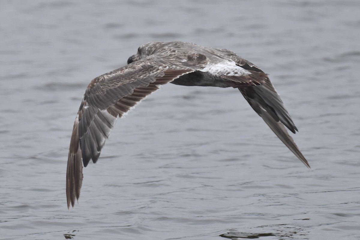 Western Gull - Naresh Satyan