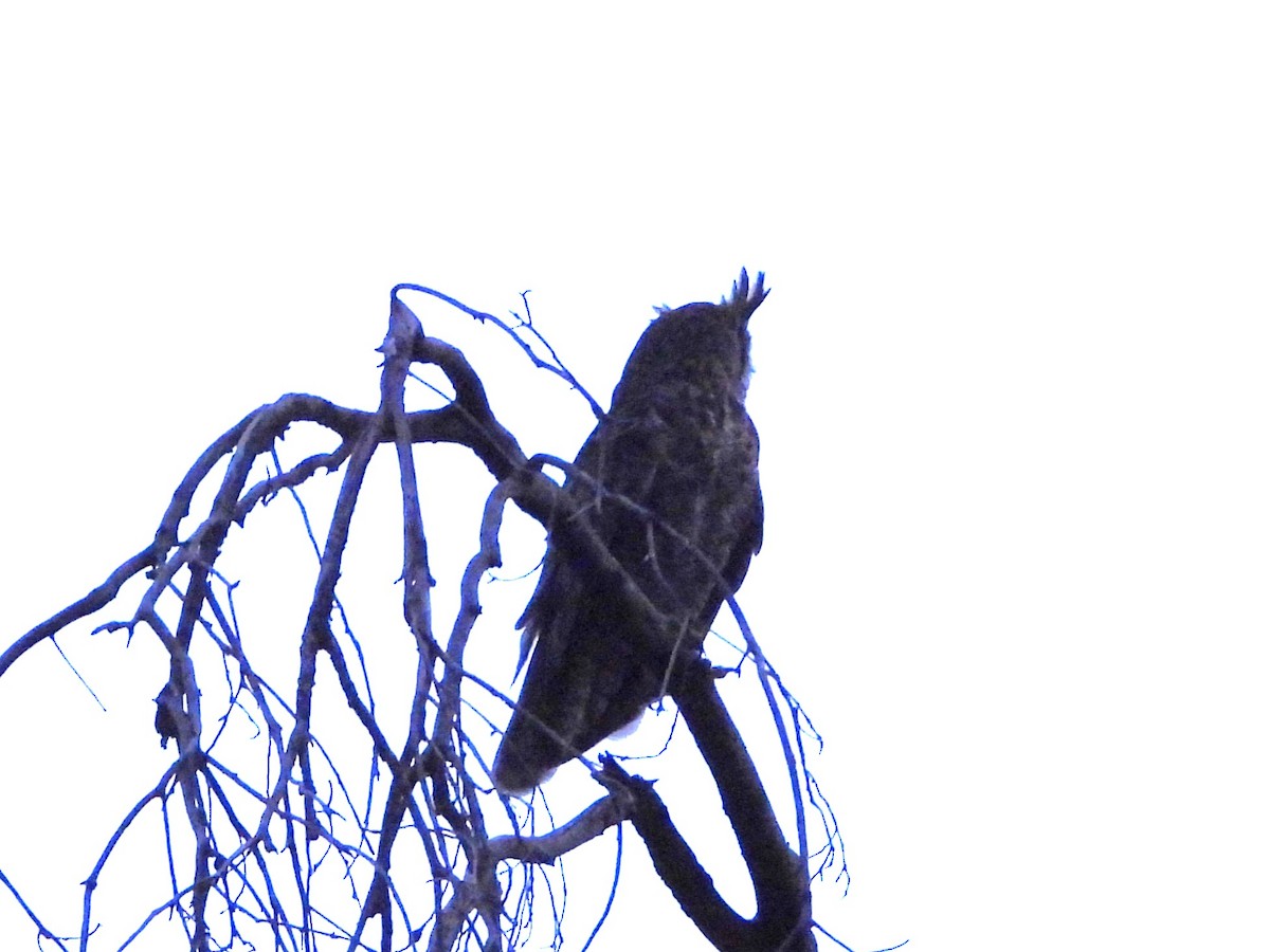 Great Horned Owl - ML620330096