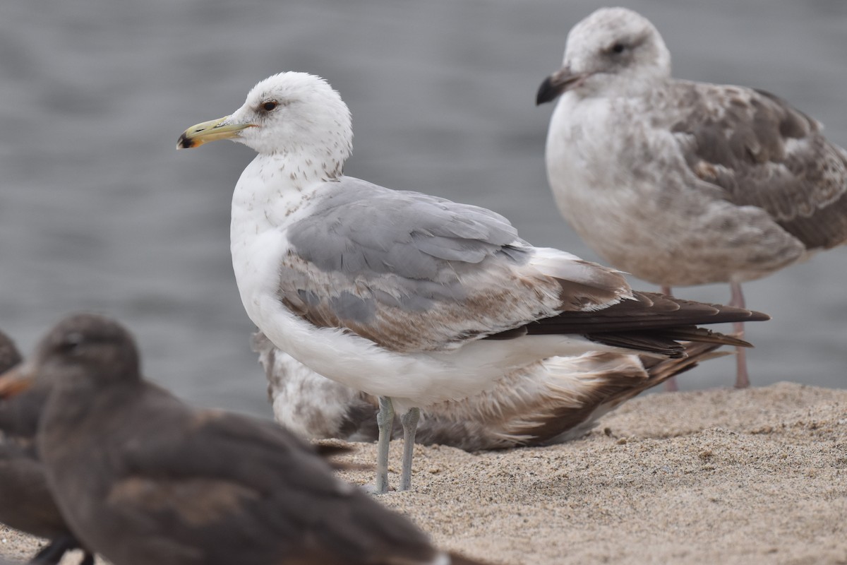 California Gull - ML620330097