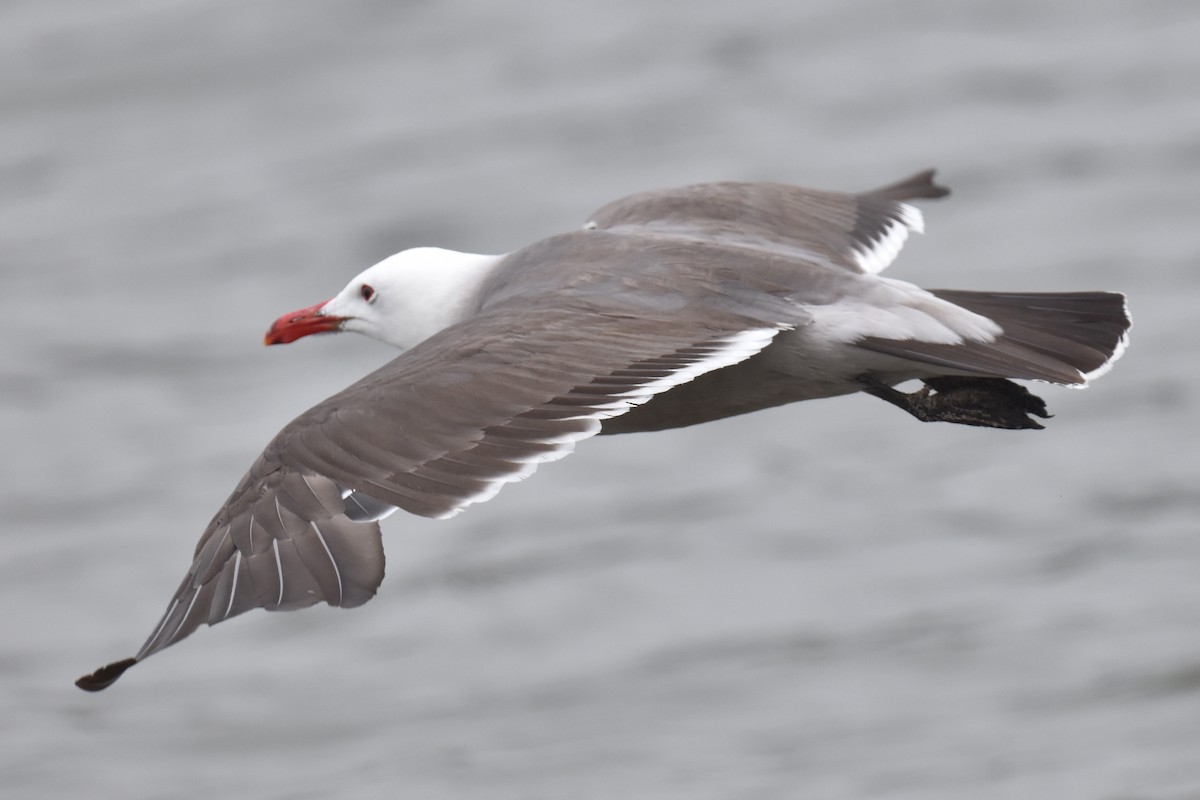 Heermann's Gull - ML620330099