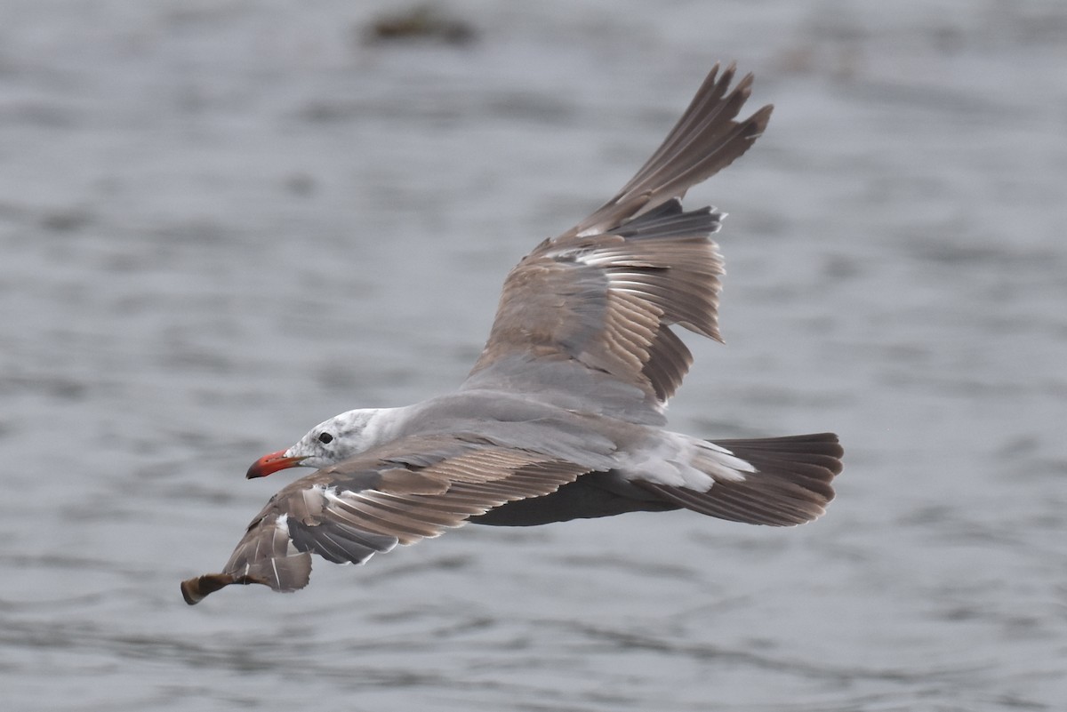 Heermann's Gull - ML620330102