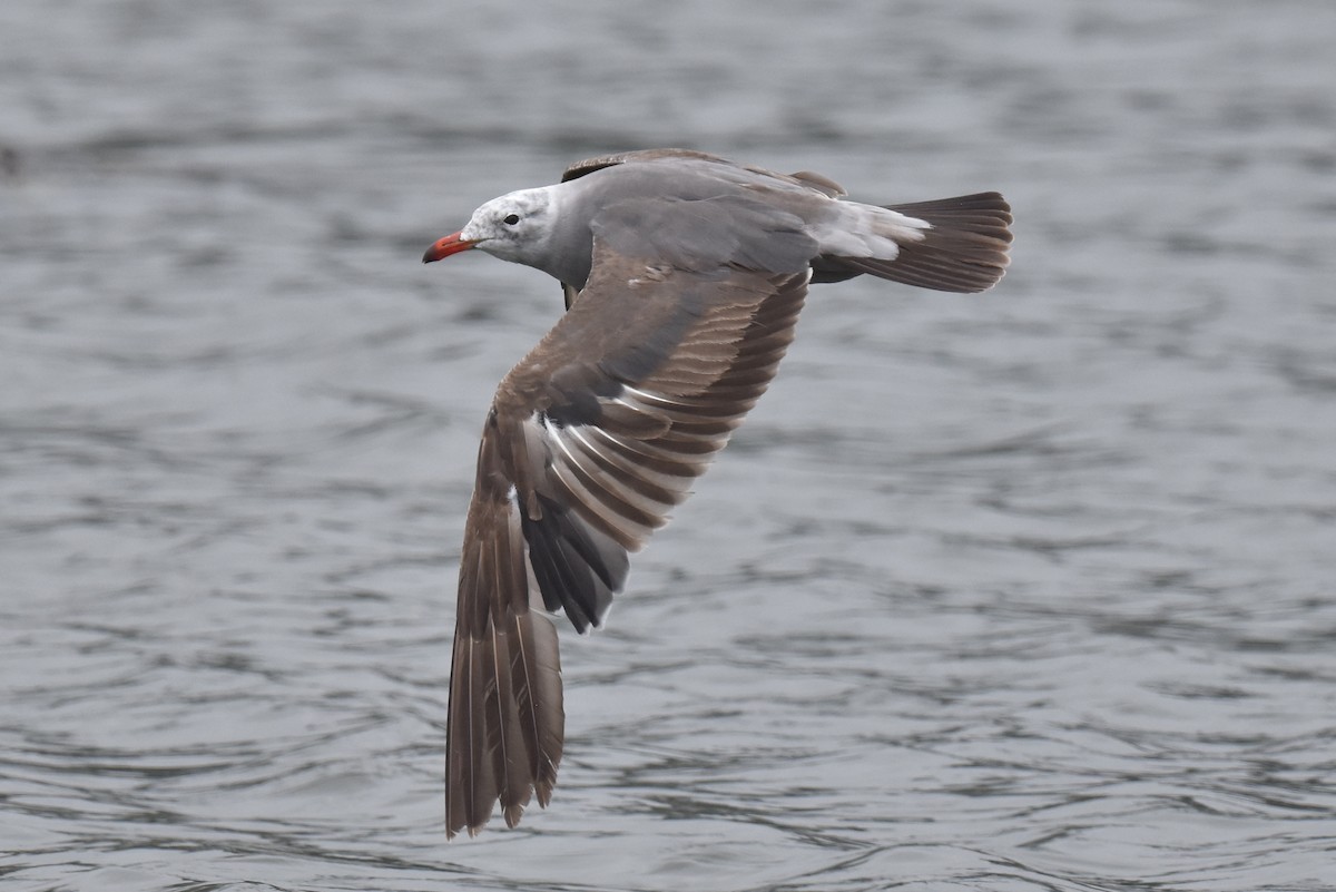 Heermann's Gull - ML620330103