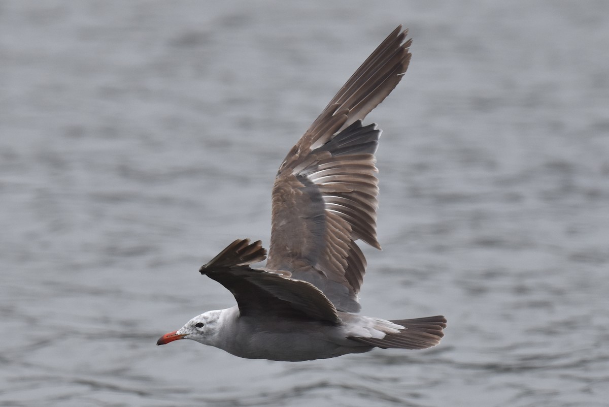 Heermann's Gull - ML620330104