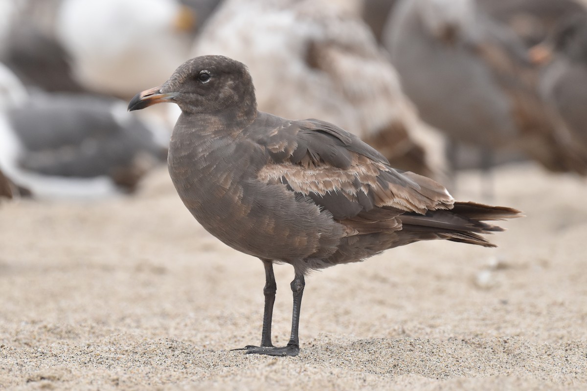 Heermann's Gull - ML620330105