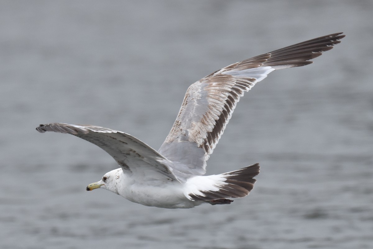 Gaviota Californiana - ML620330112