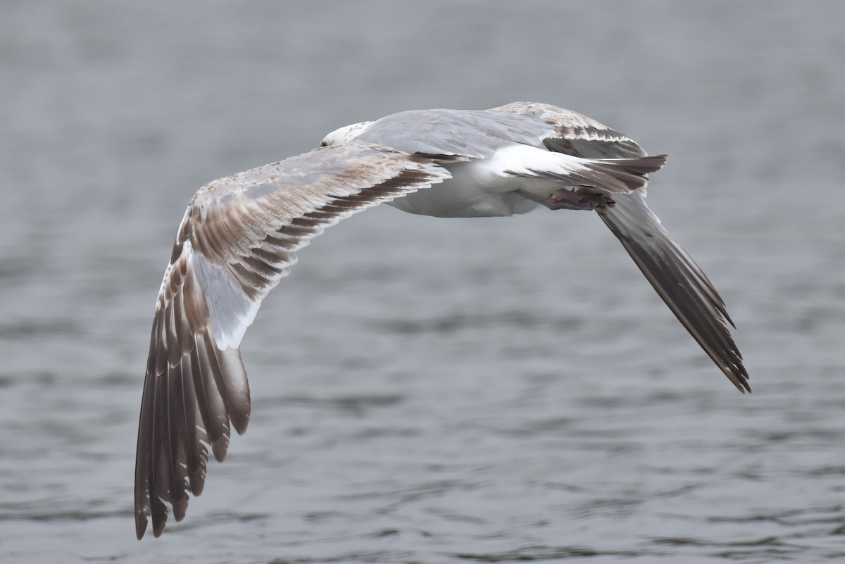 Gaviota Californiana - ML620330113