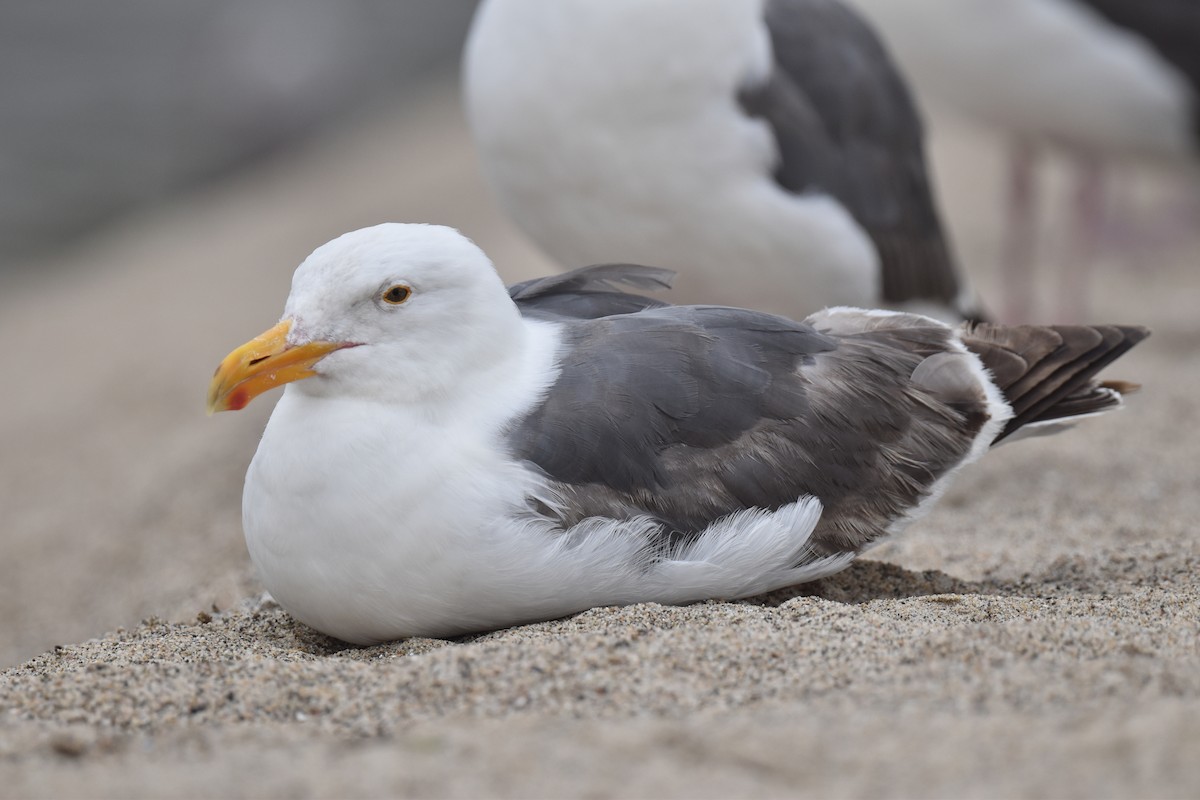 Western Gull - ML620330114