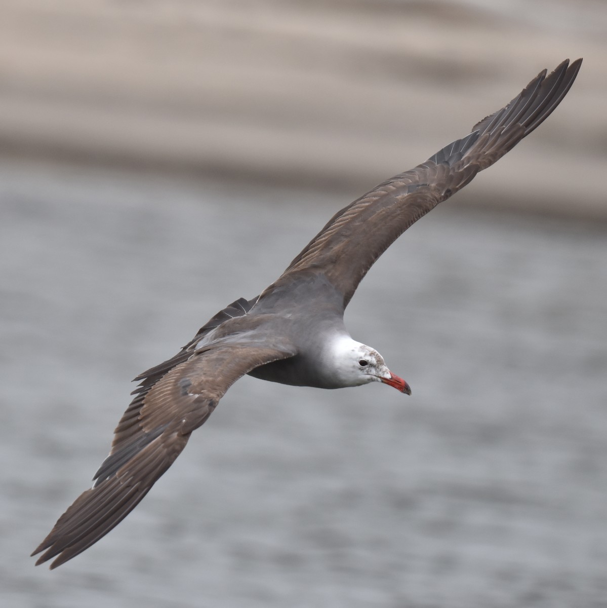 Heermann's Gull - ML620330116