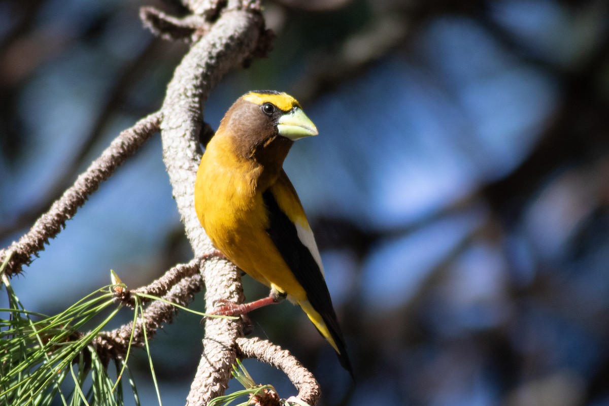 Evening Grosbeak - ML620330126