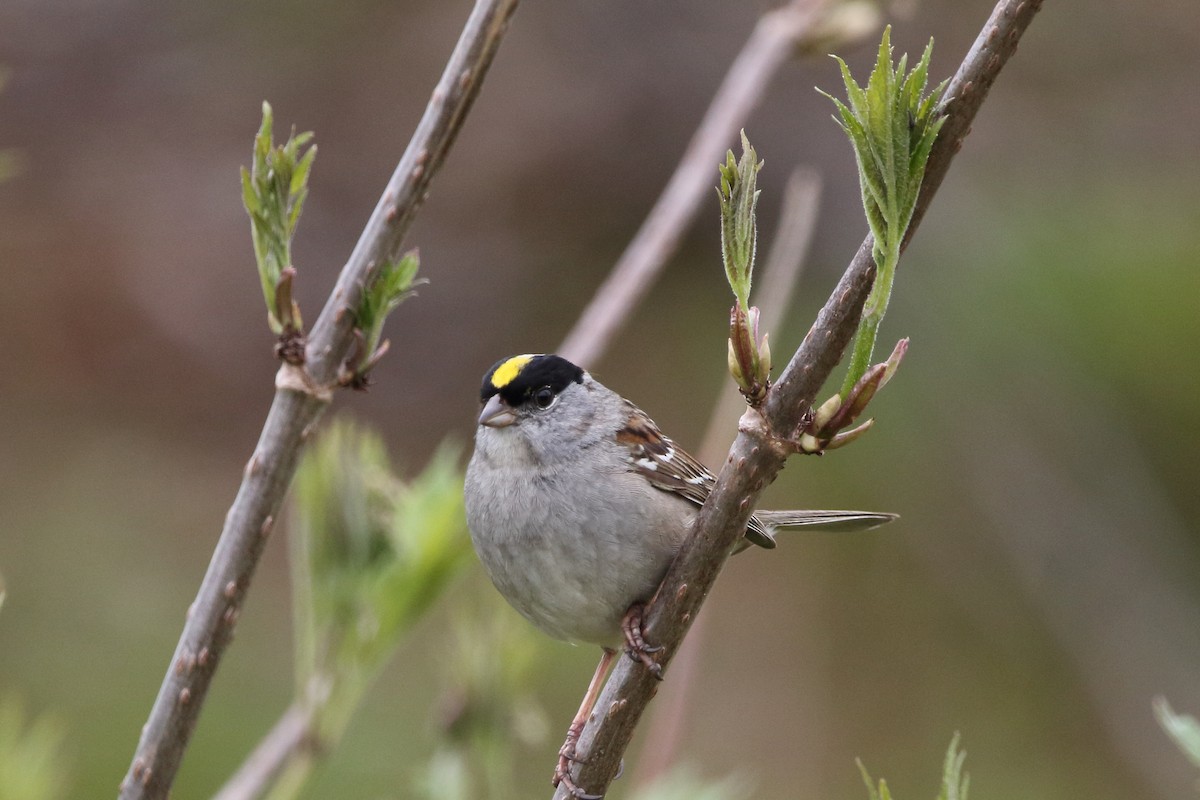 Golden-crowned Sparrow - ML620330139