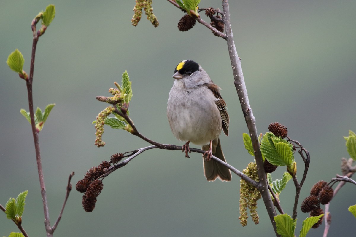 Golden-crowned Sparrow - ML620330140