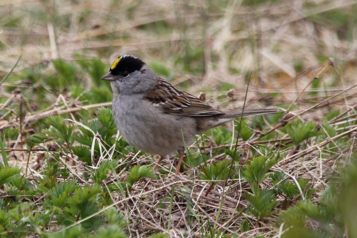 Golden-crowned Sparrow - ML620330141
