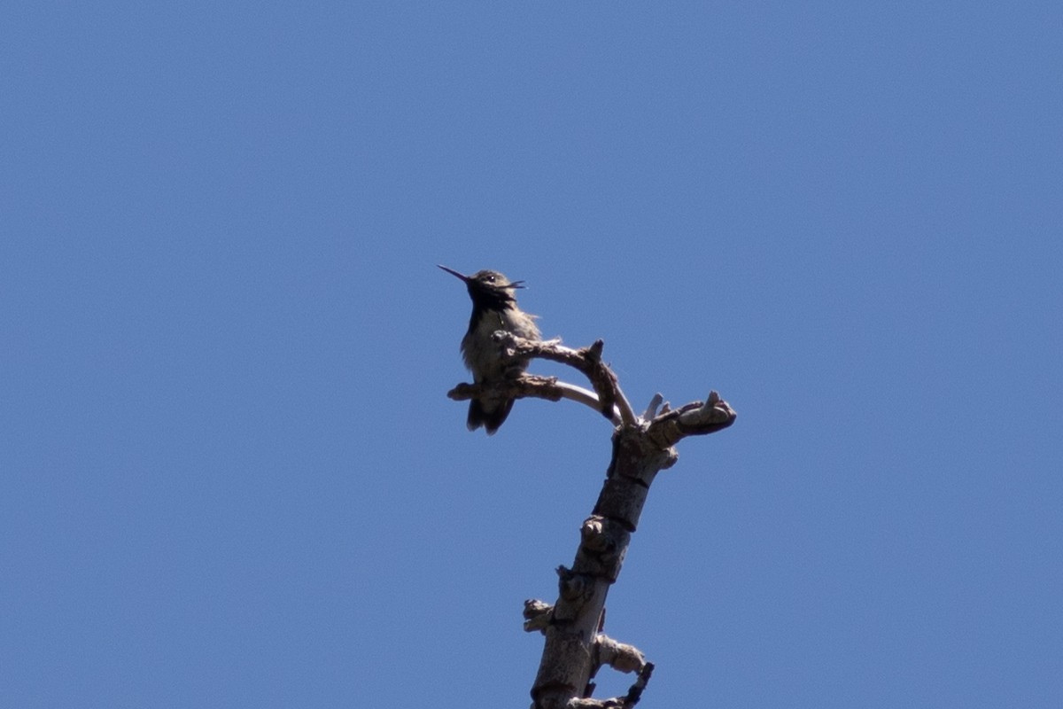 Calliope Hummingbird - ML620330149