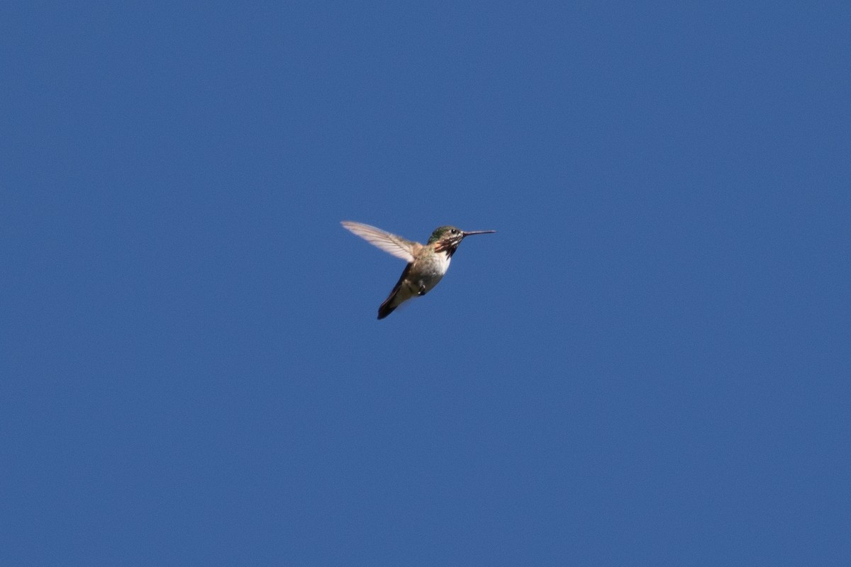 Calliope Hummingbird - ML620330152