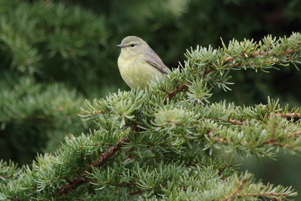 Orange-crowned Warbler - ML620330155