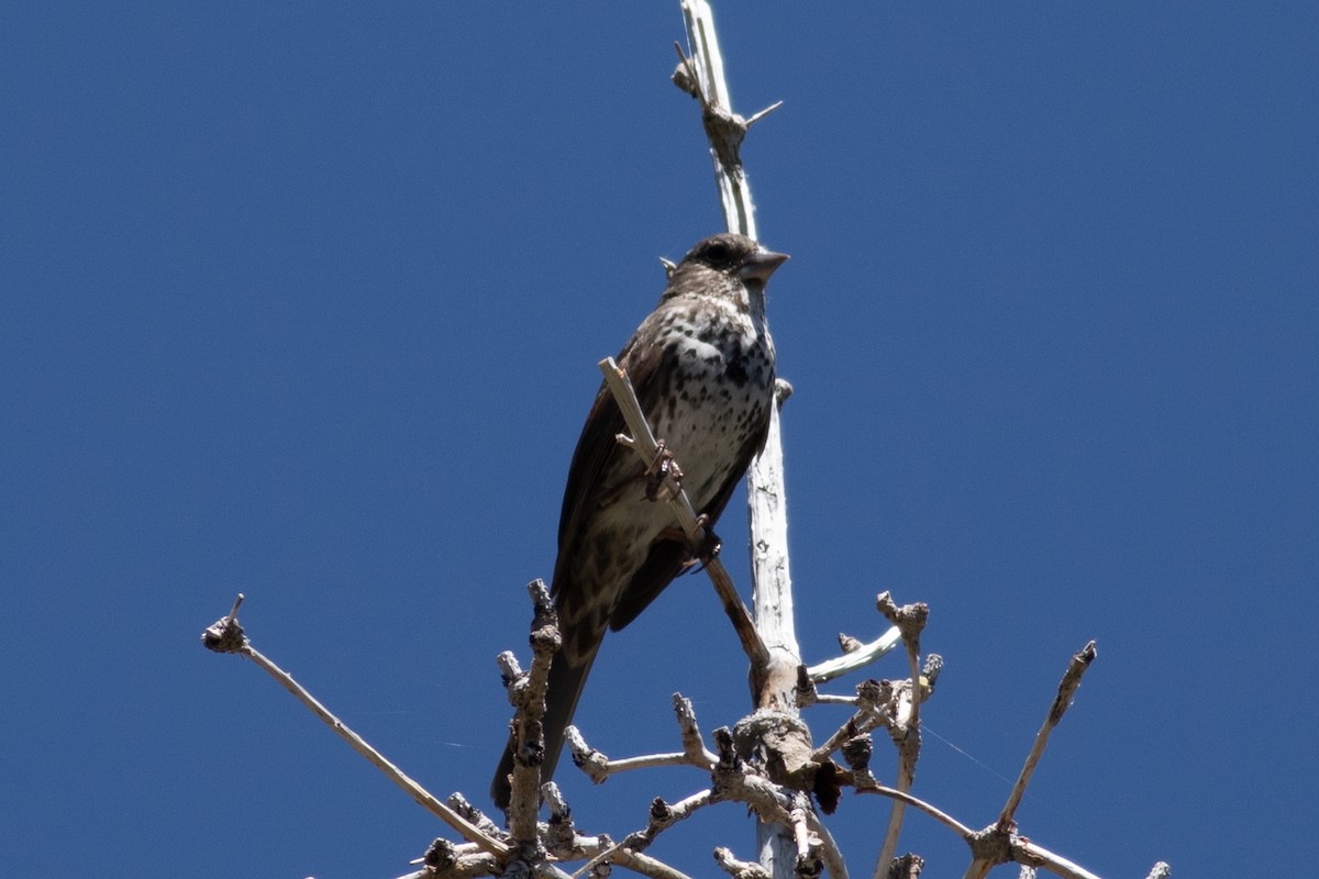 Fox Sparrow (Thick-billed) - ML620330159