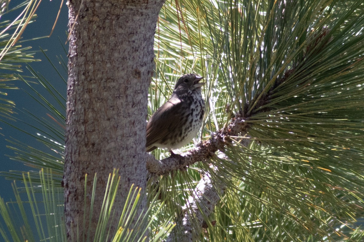 Fox Sparrow (Thick-billed) - ML620330161