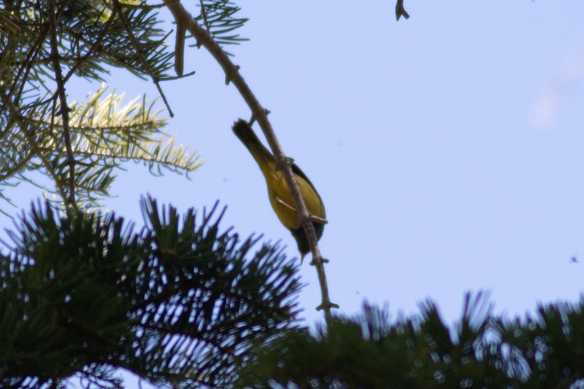 MacGillivray's Warbler - ML620330166