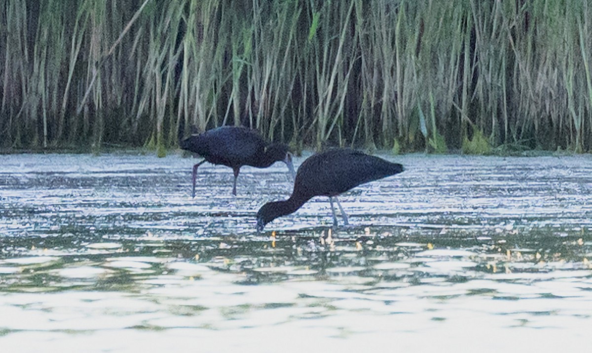 Ibis à face blanche - ML620330167