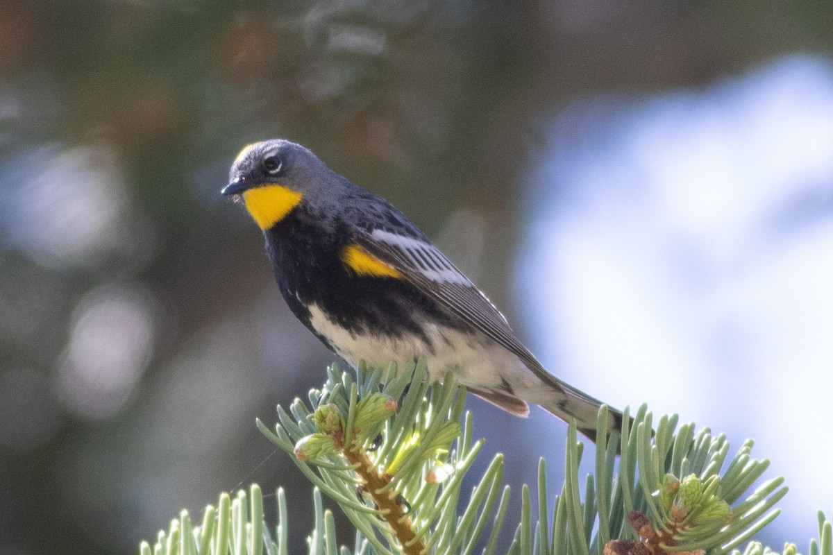 Yellow-rumped Warbler - ML620330174