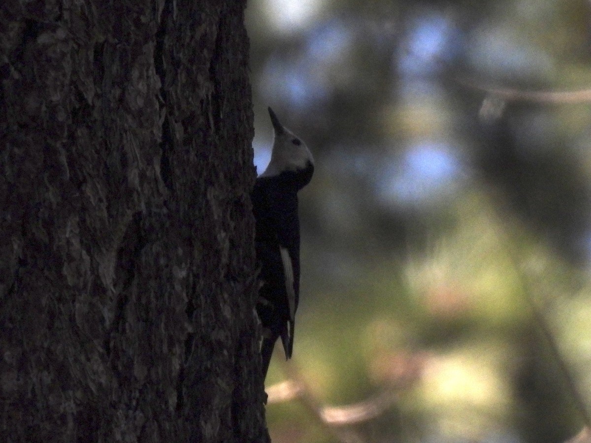White-headed Woodpecker - ML620330181