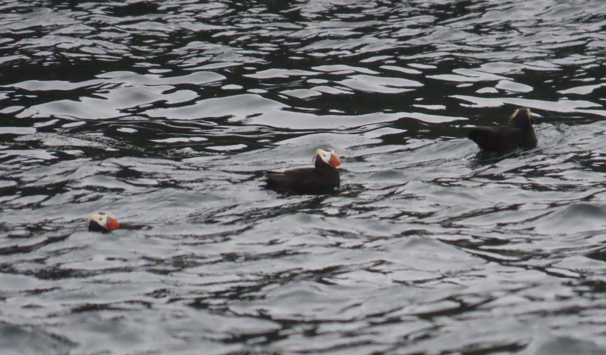 Tufted Puffin - ML620330184