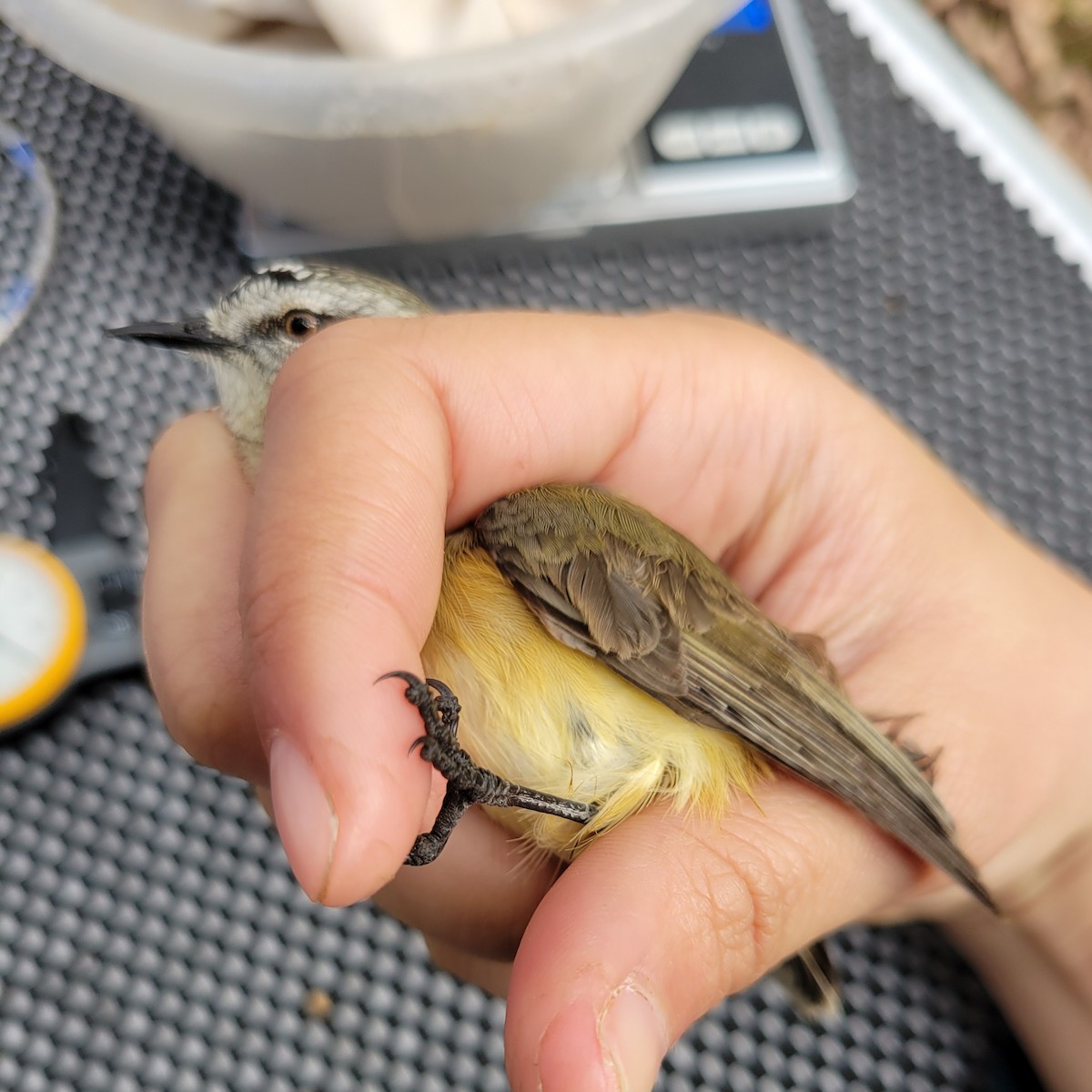 Yellow-rumped Thornbill - ML620330185