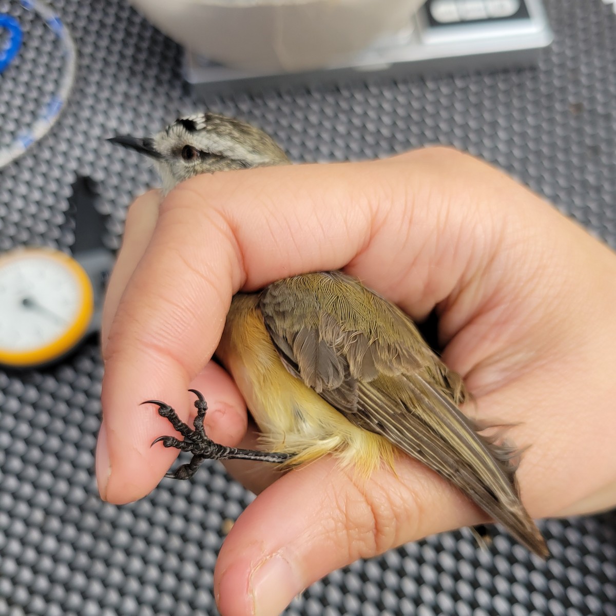 Yellow-rumped Thornbill - ML620330186