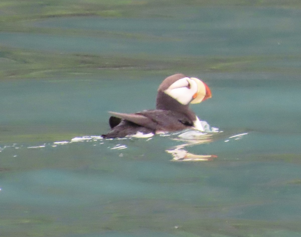 Horned Puffin - ML620330187