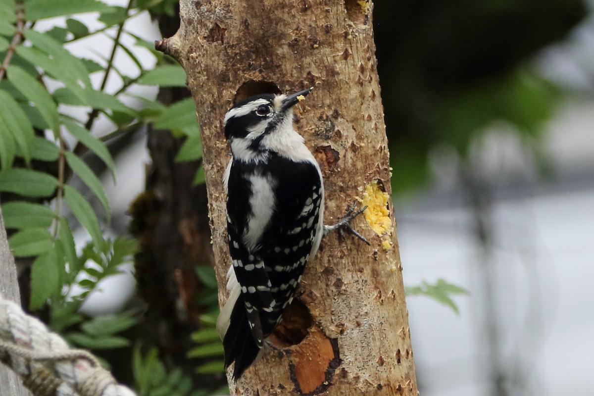 Downy Woodpecker - ML620330218