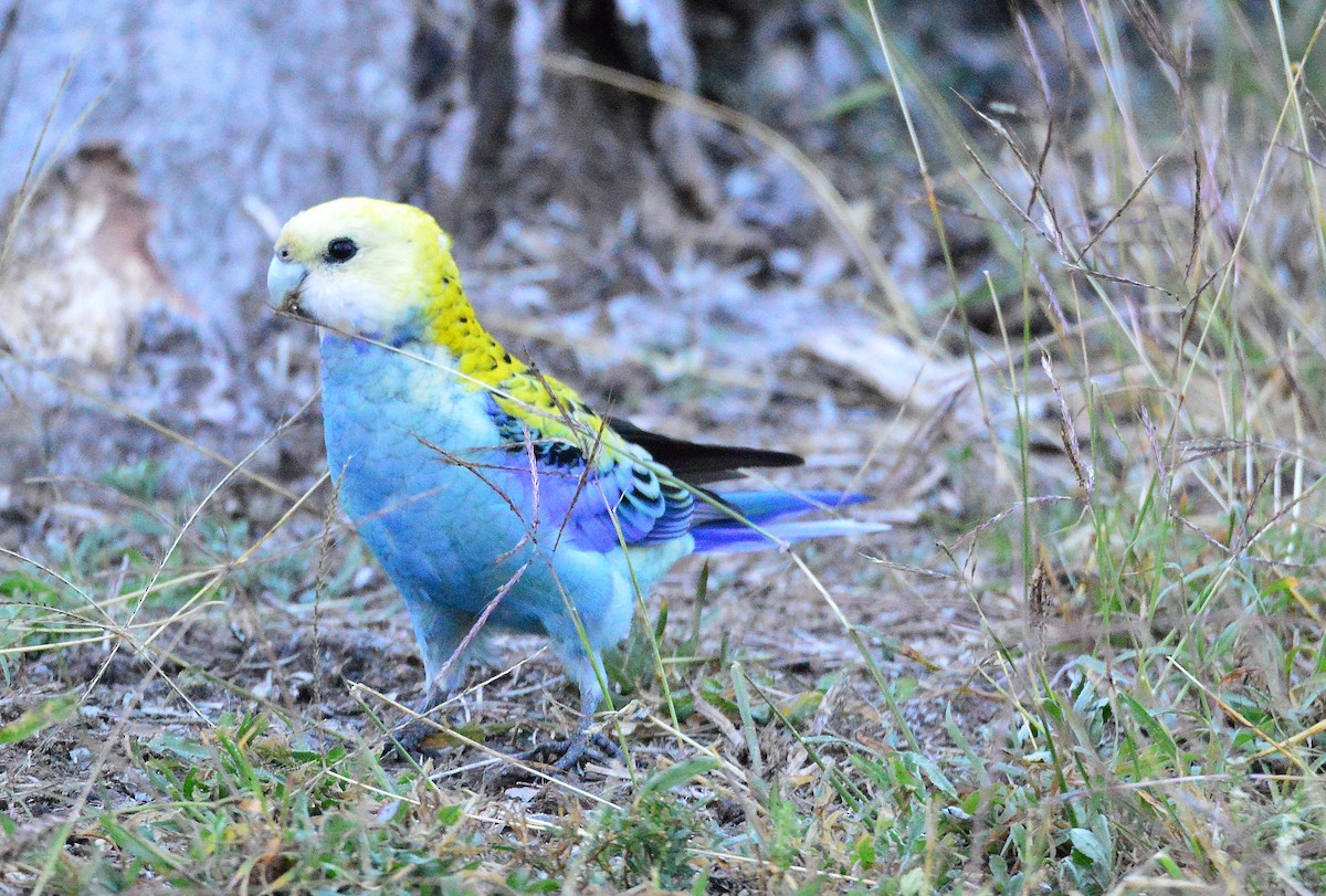 Pale-headed Rosella - ML620330222