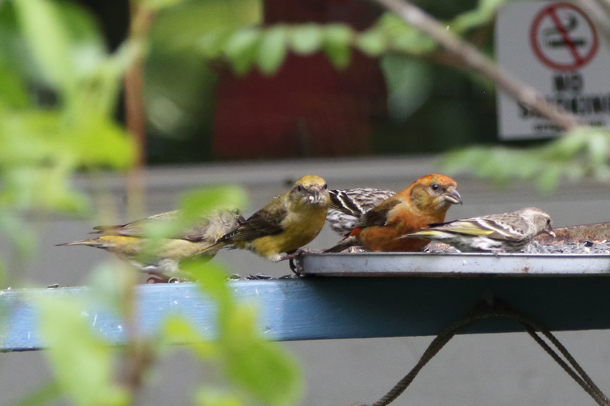 Red Crossbill - ML620330225