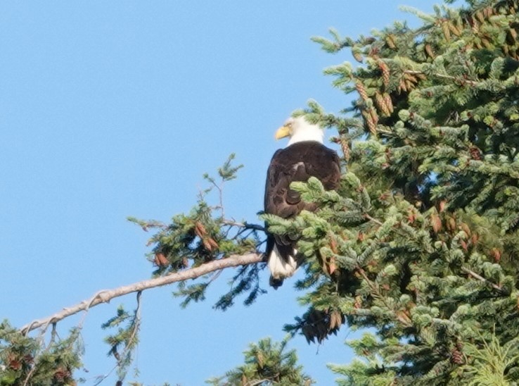 Weißkopf-Seeadler - ML620330228