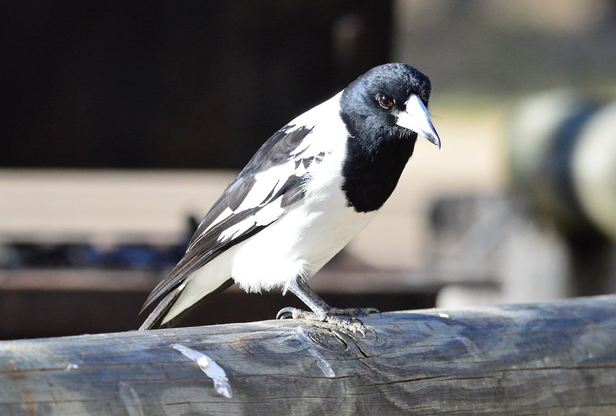 Pied Butcherbird - ML620330235