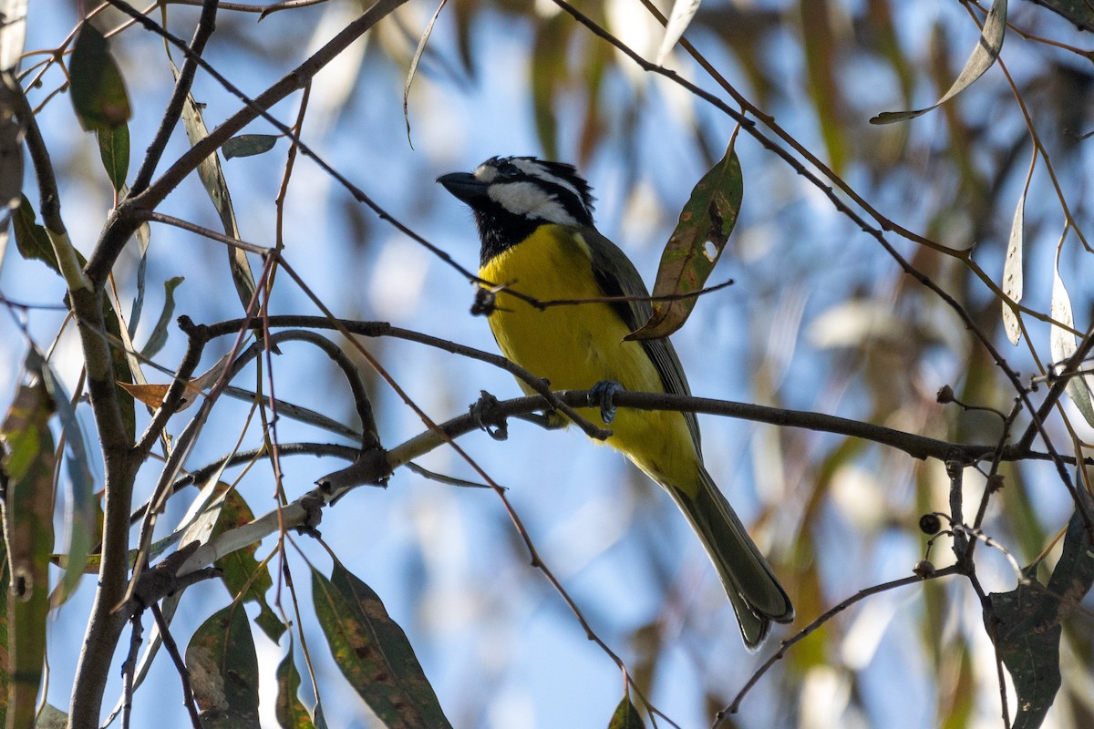 Eastern Shrike-tit - ML620330256