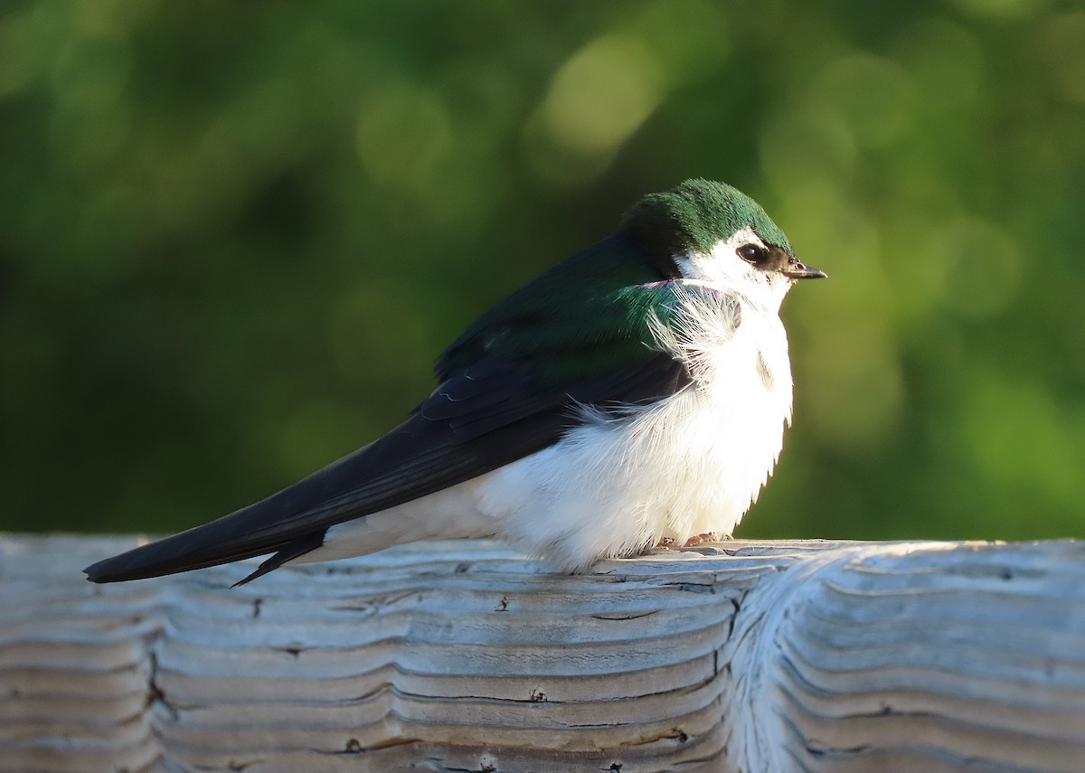 Violet-green Swallow - ML620330258