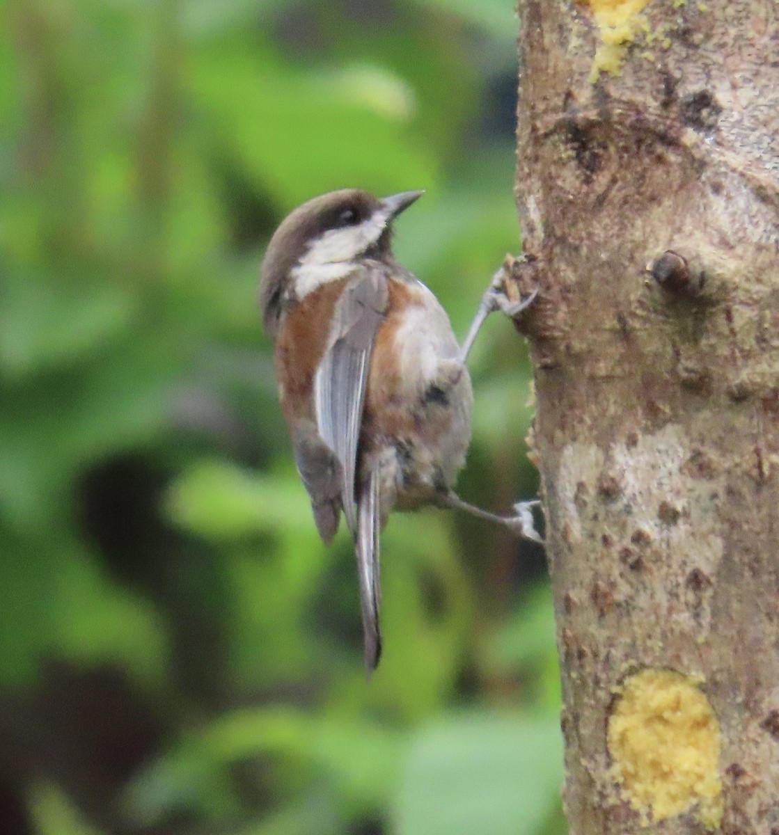 Mésange à dos marron - ML620330259