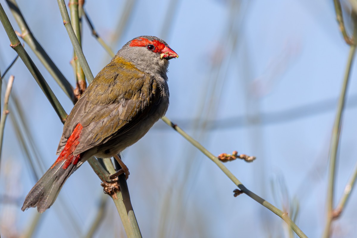 Red-browed Firetail - ML620330262