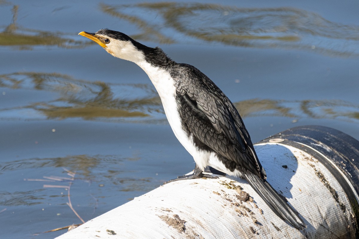 Little Pied Cormorant - ML620330263